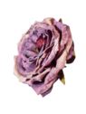 PEONIA WYROBOWA