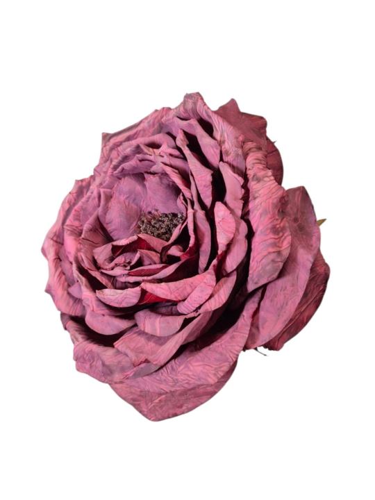 PEONIA WYROBOWA