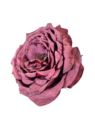 PEONIA WYROBOWA