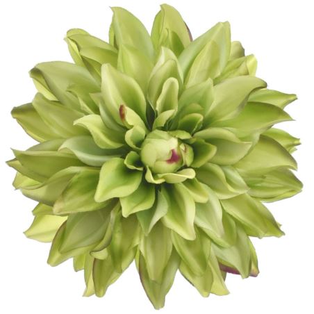DALIA GŁOWA 18CM ART285 GREEN EDGE BURGUNDY