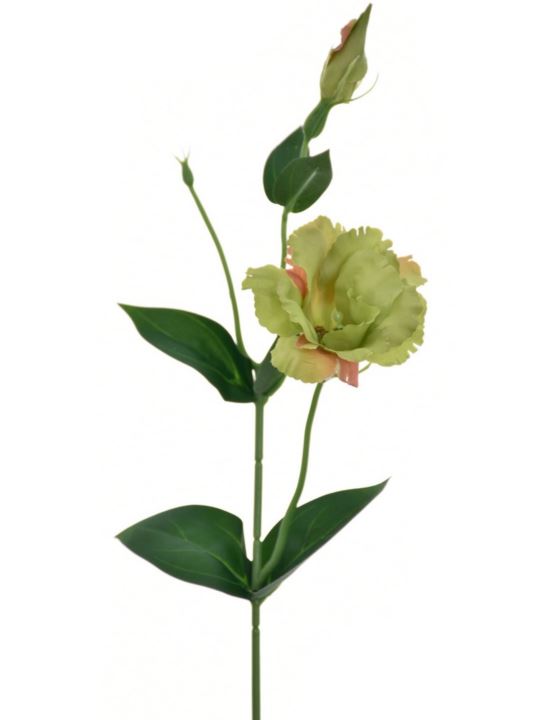 EUSTOMA NA PIKU 47CM SUN357 DEEP GREEN
