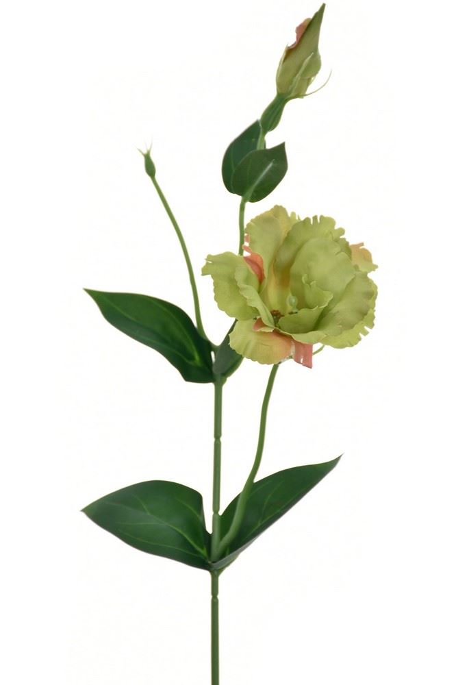 EUSTOMA NA PIKU 47CM SUN357 DEEP GREEN