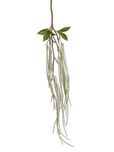 PĘDY RHIPSALIS ZWIS 70CM WHITE