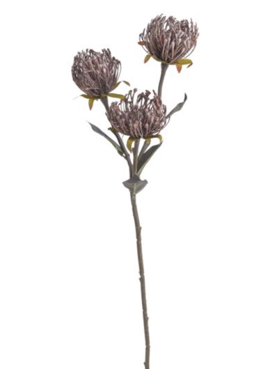 LEUCOSPERMUM GAŁĄZKA 3 KWIATY 70CM AUTUMN MAUVE