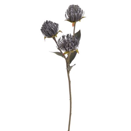 LEUCOSPERMUM GAŁĄZKA 3 KWIATY 70CM AUTUMN GRAY