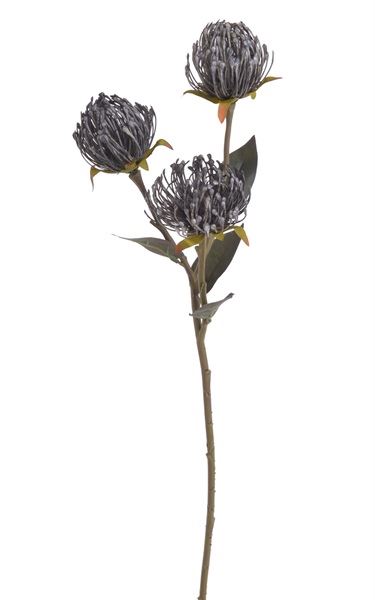 LEUCOSPERMUM GAŁĄZKA 3 KWIATY 70CM AUTUMN GRAY