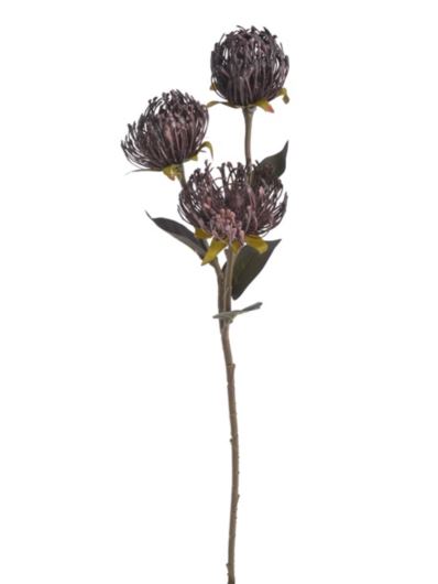 LEUCOSPERMUM GAŁĄZKA 3 KWIATY 70CM AUTUMN BURGUNDY