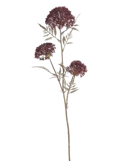 ALLIUM CZOSNEK OZDOBNY GAŁ. 37CM AUTUMN BURGUNDY