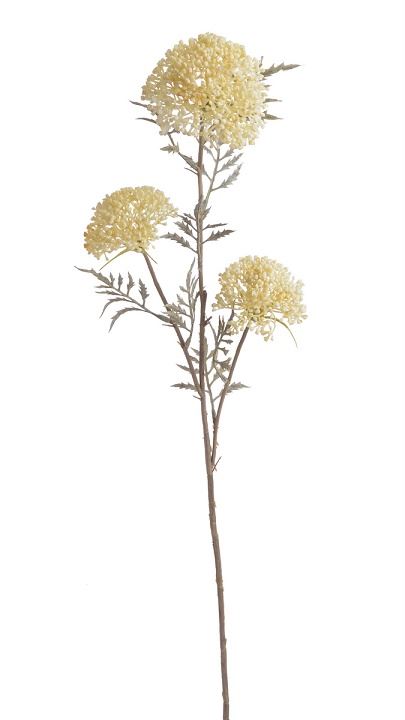 ALLIUM CZOSNEK OZDOBNY GAŁ. 37CM AUTUMN CREAM