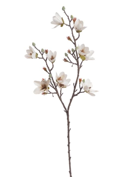 MAGNOLIA DROBNOKWIATOWA GAŁ. 90CM AUTUMN CRM