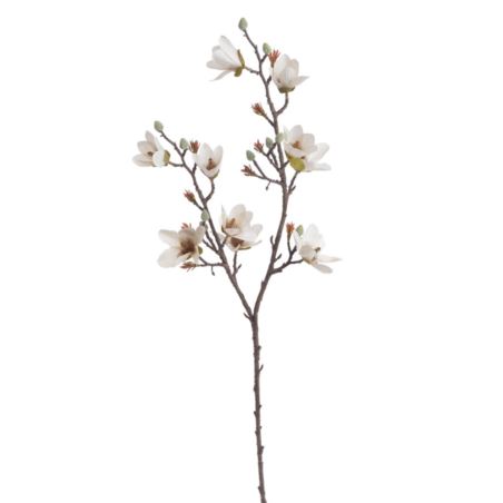MAGNOLIA DROBNOKWIATOWA GAŁ. 90CM AUTUMN CRM