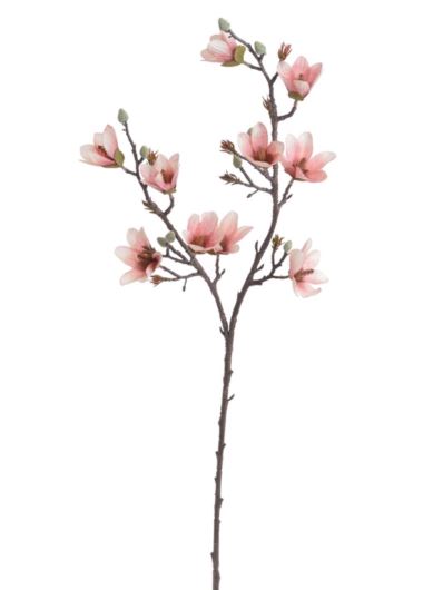 MAGNOLIA DROBNOKWIATOWA GAŁ. 90CM AUTUMN CRM PK