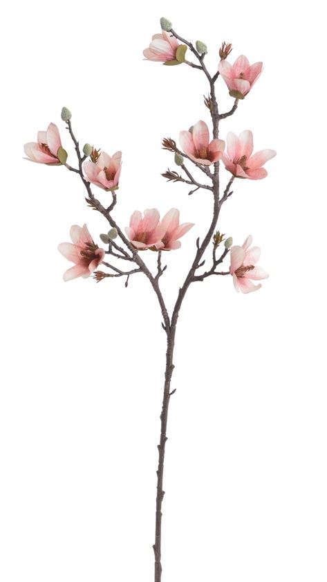 MAGNOLIA DROBNOKWIATOWA GAŁ. 90CM AUTUMN CRM PK