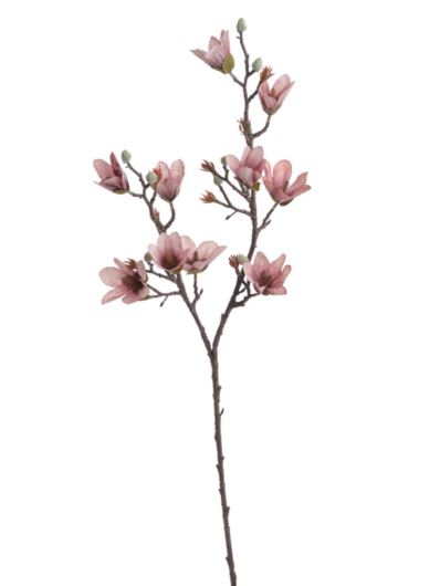 MAGNOLIA DROBNOKWIATOWA GAŁ. 90CM AUTUMN MAUVE
