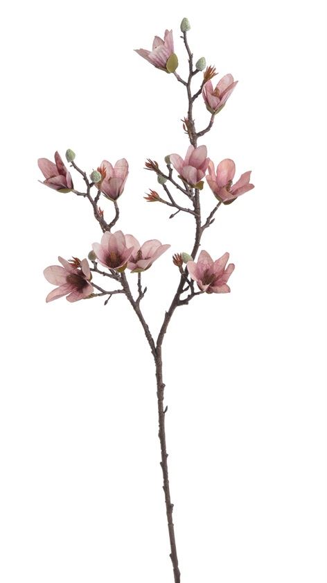 MAGNOLIA DROBNOKWIATOWA GAŁ. 90CM AUTUMN MAUVE