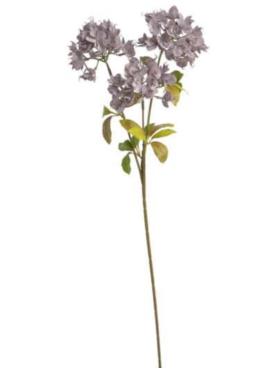 WILCZOMLECZ EUPHORBIA GAŁĄZKA 69CM AUTUMN VIOL