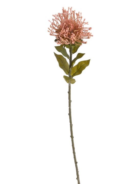 LEUCOSPERMUM X1 73CM AUTUMN PINK