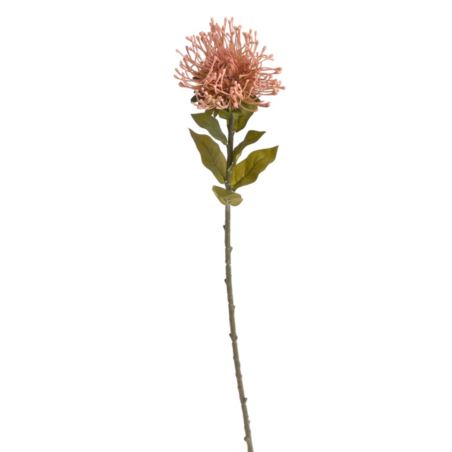 LEUCOSPERMUM X1 73CM AUTUMN PINK
