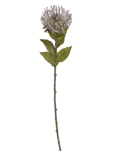 LEUCOSPERMUM X1 73CM AUTUMN GRAY