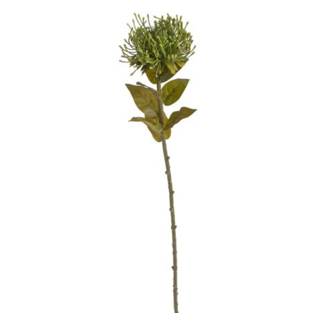 LEUCOSPERMUM X1 73CM AUTUMN GREEN