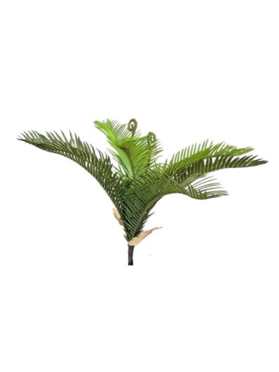 cykas pik 39cm