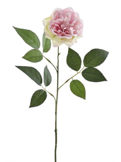 RÓŻA ANGIELSKA 69CM SUN872 POWDER PINK GREEN