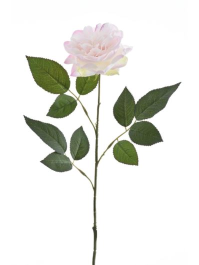 RÓŻA ANGIELSKA 69CM SUN872 POWDER PINK