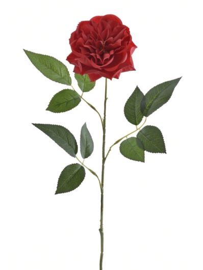 RÓŻA ANGIELSKA 69CM SUN872 RUBIN