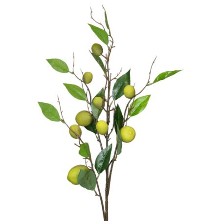 CYTRYNY ZIELONE LIMONKA GAŁĄZKA Z LIŚĆMI 90CM GR