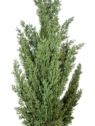 CYPRYS SZTUCZNA GUMOWA ROŚLINA 78CM GREEN