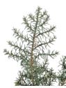 JAŁOWIEC SZTUCZNY GAŁĄZKA GUMOWA IGLASTA 85CM