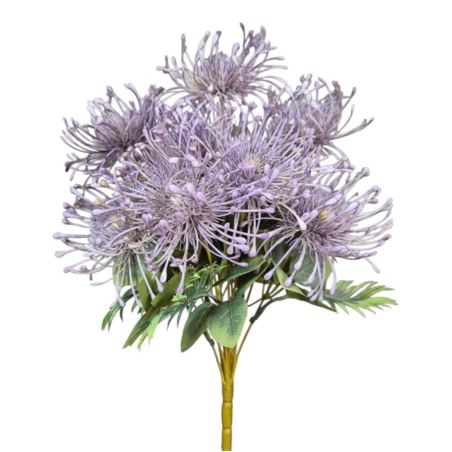 LEUCOSPERMUM BUK. 12 KW. FJ069 42CM VIOLET
