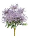 LEUCOSPERMUM BUK. 12 KW. FJ069 42CM VIOLET
