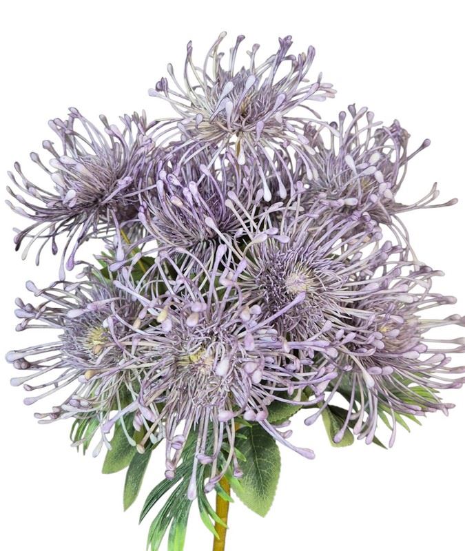 LEUCOSPERMUM BUK. 12 KW. FJ069 42CM VIOLET