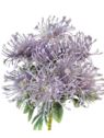 LEUCOSPERMUM BUK. 12 KW. FJ069 42CM VIOLET