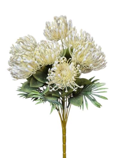 LEUCOSPERMUM BUK. 12 KW. FJ069 42CM CREAM WHITE