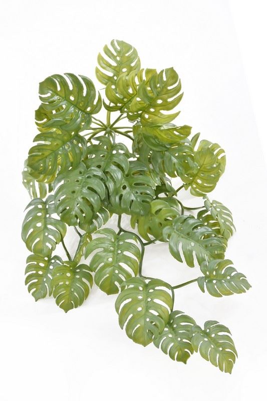 MONSTERA ZWISAJĄCA JUN122 65CM GREEN