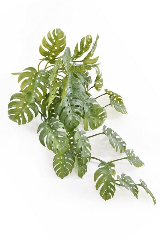 MONSTERA ZWISAJĄCA JUN122 65CM GREEN