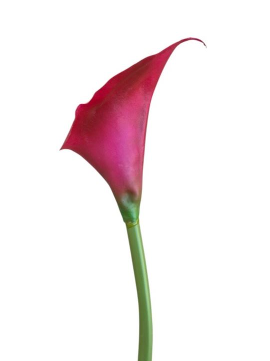 CALLA GUMA 70 CM AL45085 C33 RED
