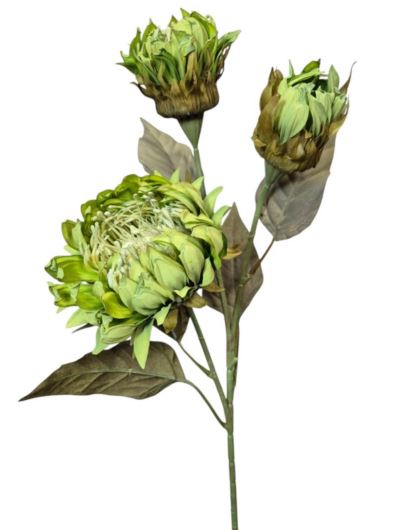 PROTEA 3 KWIATY 77CM /6387 GREEN