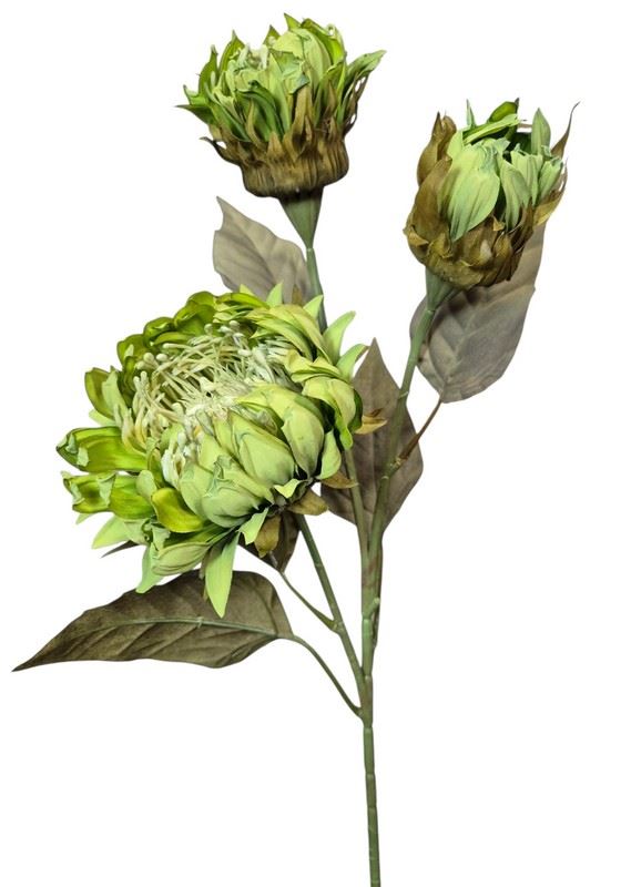 PROTEA 3 KWIATY 77CM /6387 GREEN