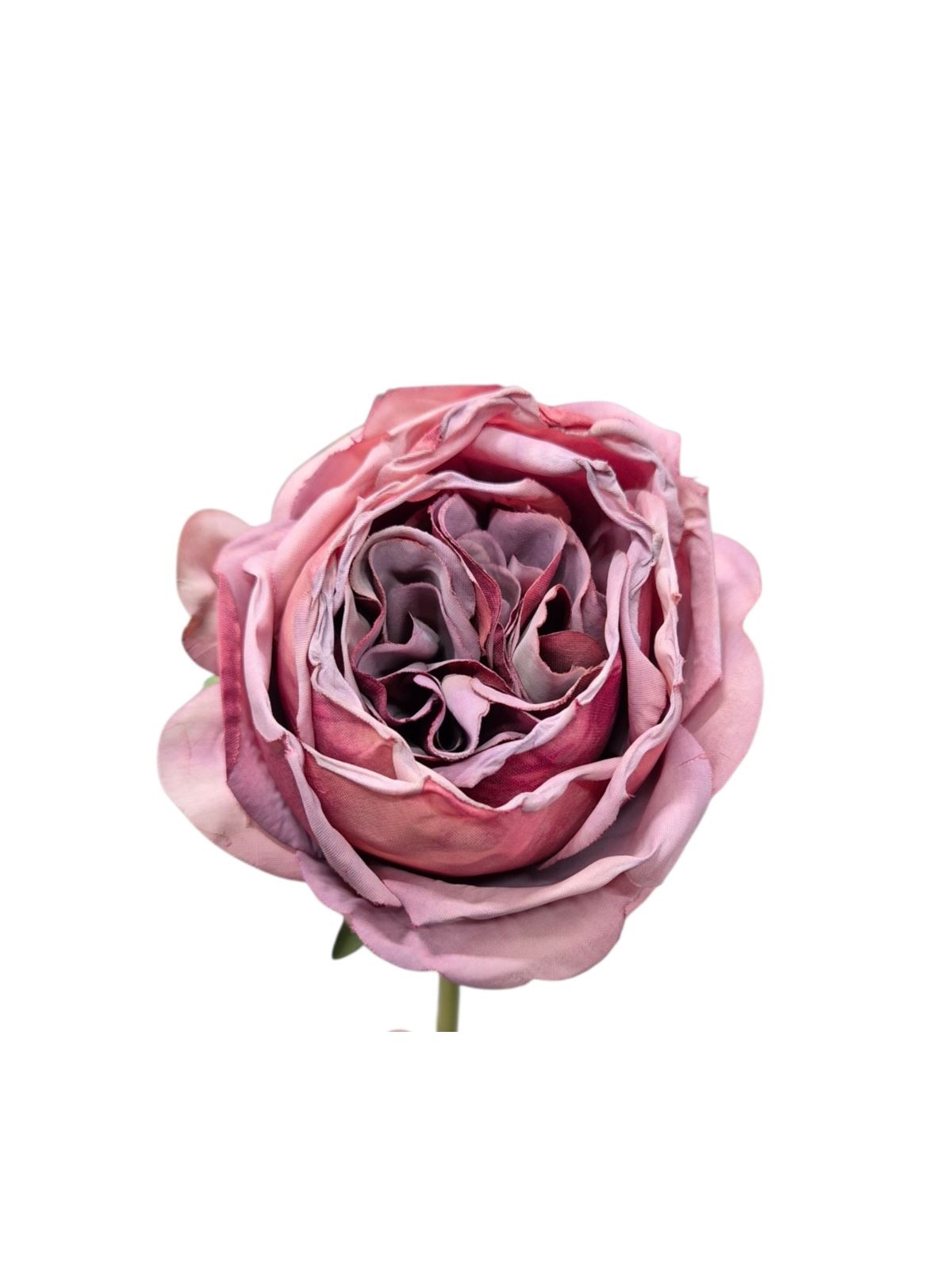 RÓŻA GŁOWA ENGLISH 10CM VINTAGE OLD MAUVE