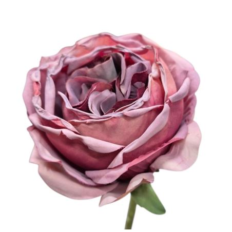 RÓŻA GŁOWA ENGLISH 10CM VINTAGE OLD MAUVE