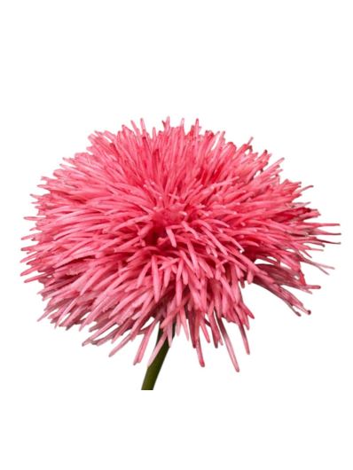 GOŹDZIK BRODATY DODATEK FJ048 35CM CORAL