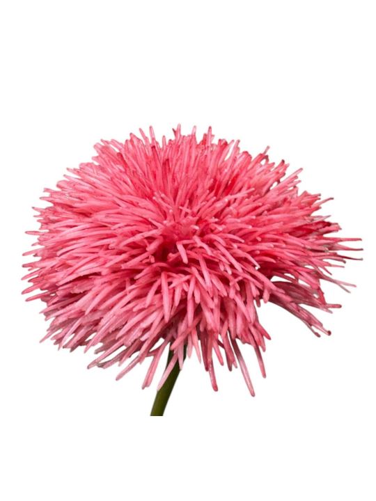 GOŹDZIK BRODATY DODATEK FJ048 35CM CORAL