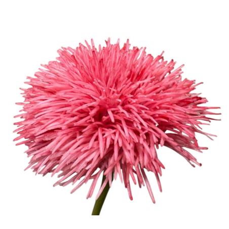 GOŹDZIK BRODATY DODATEK FJ048 35CM CORAL