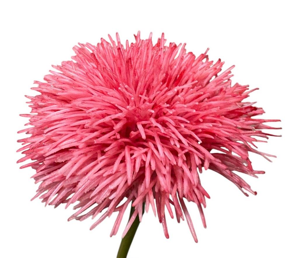 GOŹDZIK BRODATY DODATEK FJ048 35CM CORAL
