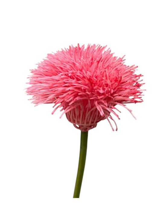 GOŹDZIK BRODATY DODATEK FJ048 35CM CORAL