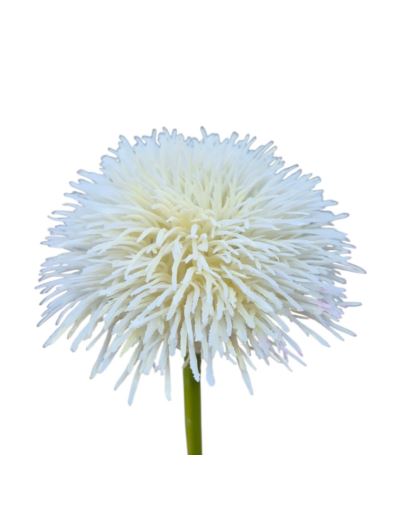 GOŹDZIK BRODATY DODATEK FJ048 35CM CREAM