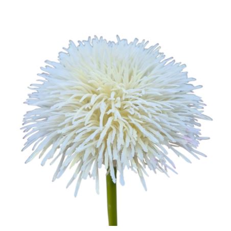 GOŹDZIK BRODATY DODATEK FJ048 35CM CREAM